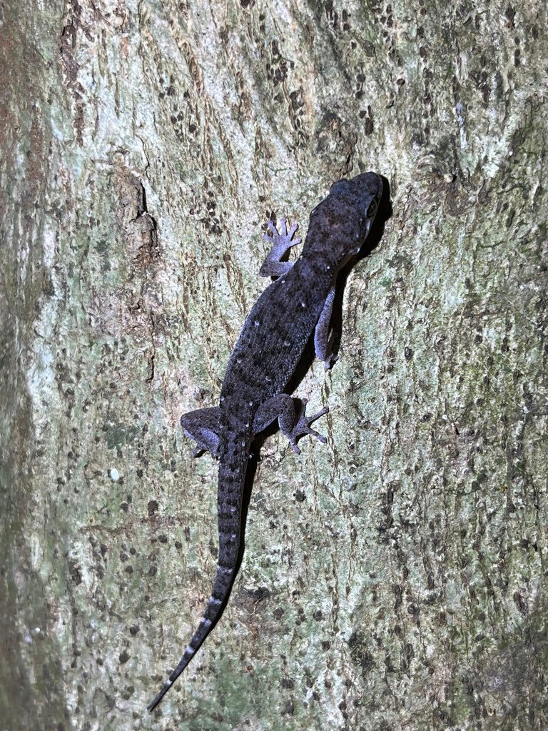 dixonius siamensis (Dixonius siamensis), photographed in the wild