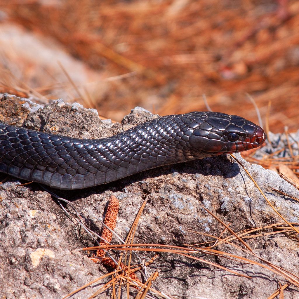 Eastern Indigo Snake (Drymarchon couperi), photographed in the wild