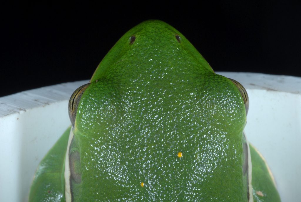 American Green Tree Frog (Dryophytes cinereus), photographed in the wild