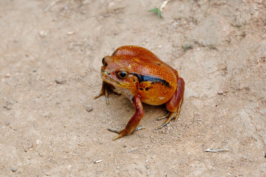 False Tomato Frog (Dyscophus guineti), photographed in the wild