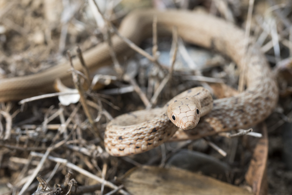 Photograph of Japan king rat (Elaphe carinata)