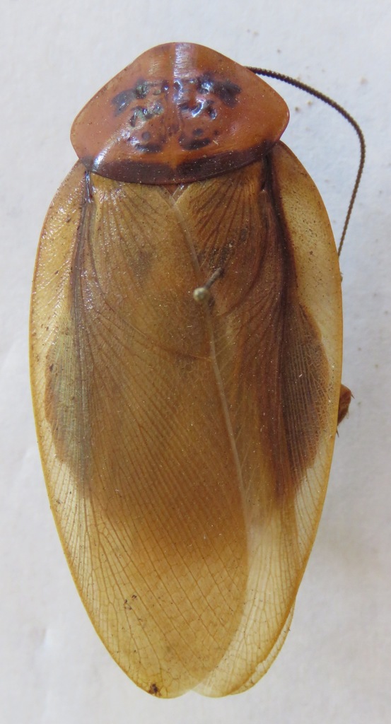 Eublaberus posticus, photographed in the wild