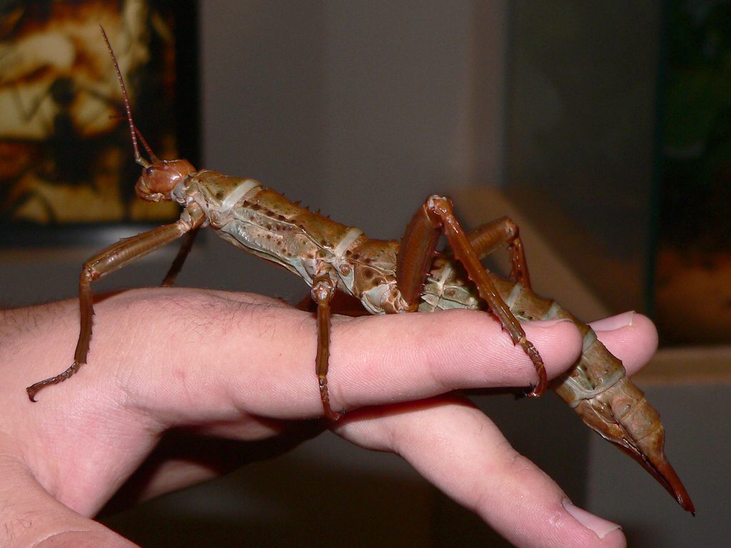 Thorny Devil Stick Insect (Eurycantha calcarata), photographed in the wild