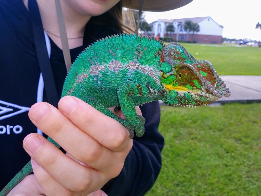 Furcifer pardalis, photographed in the wild