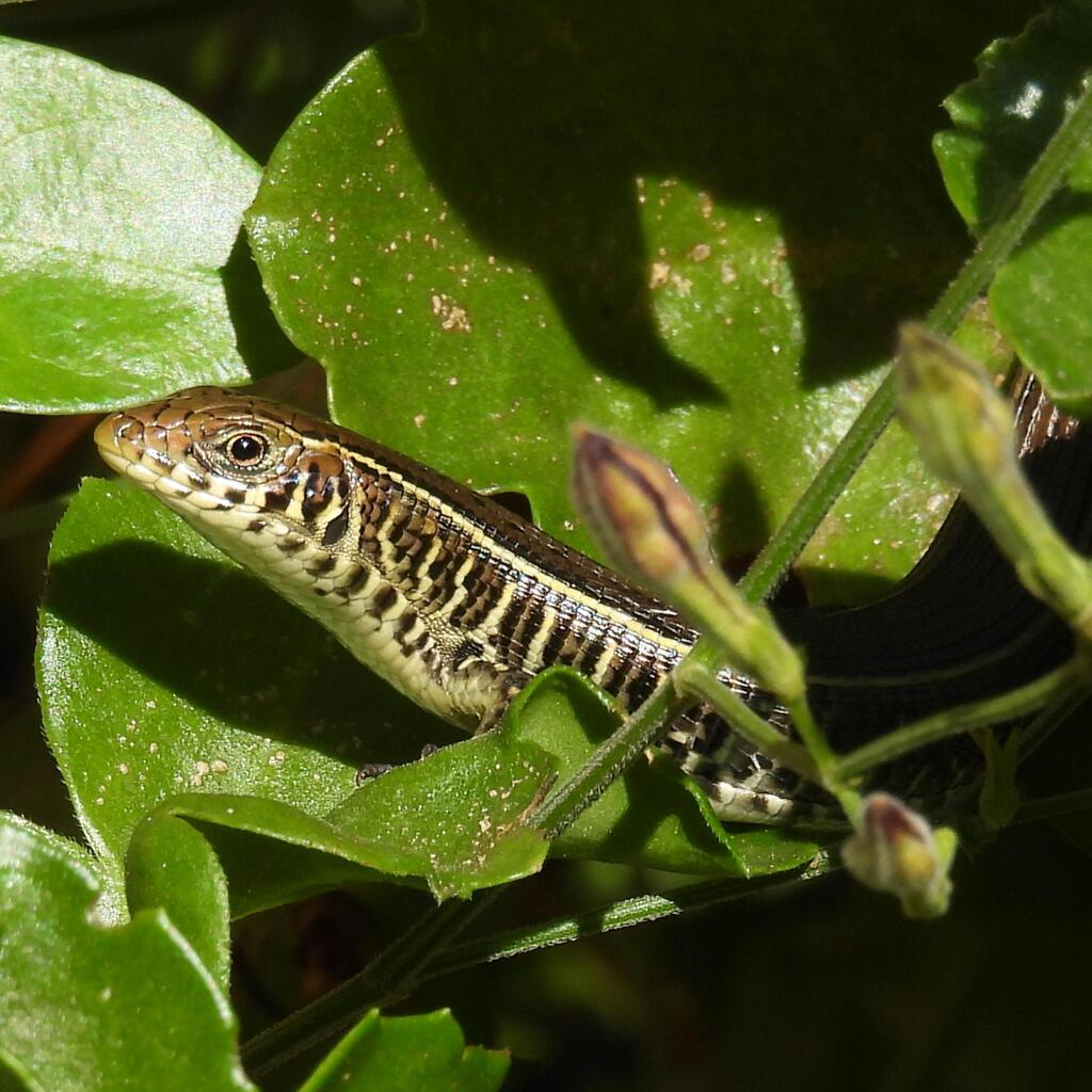 Yellow-throated Plated (Gerrhosaurus flavigularis), photographed in the wild