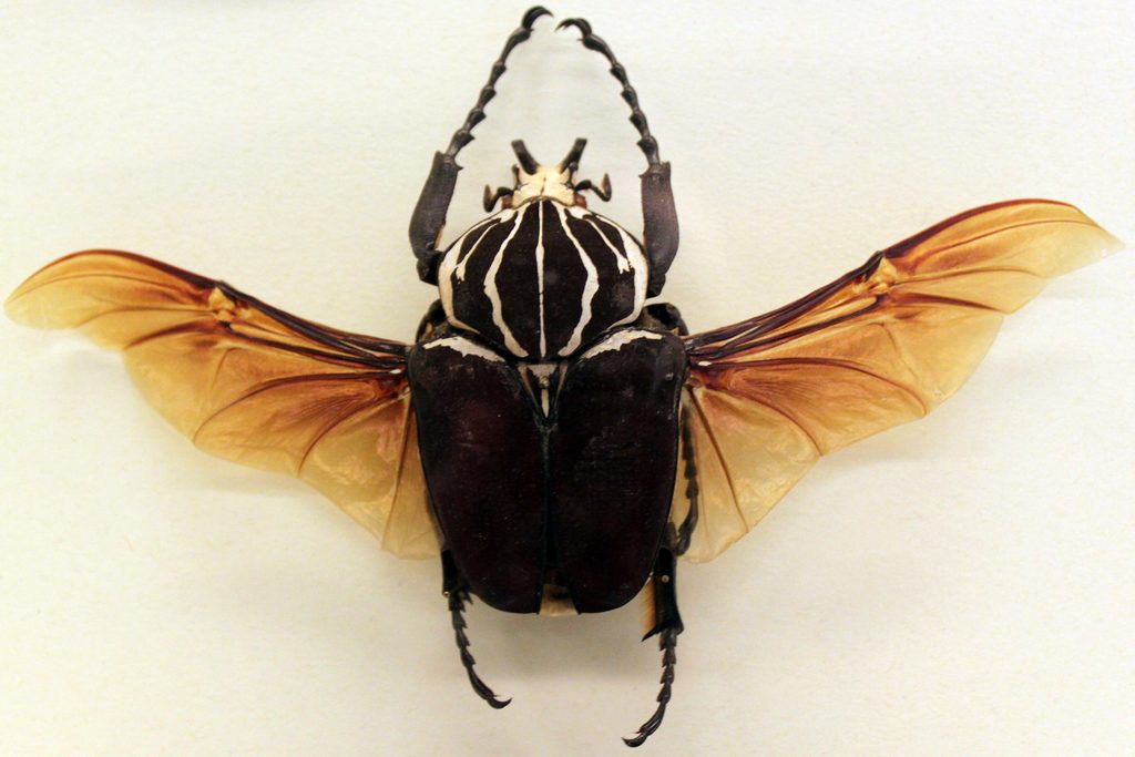 Goliath beetle (Goliathus goliatus), photographed in the wild