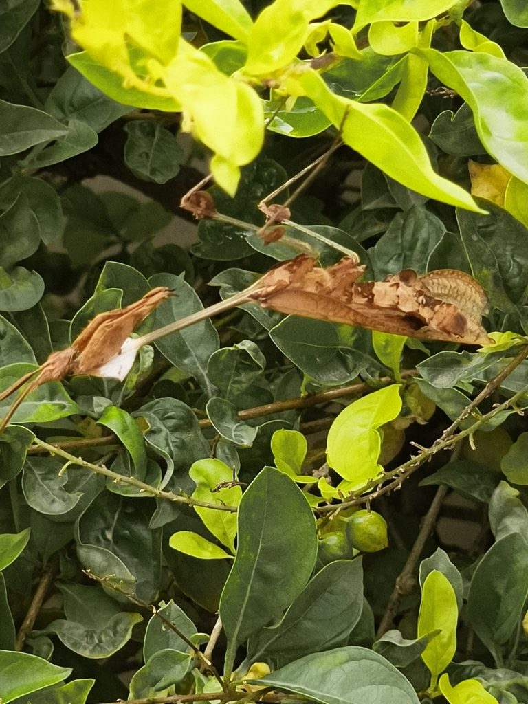 Wandering Violin Mantis (Gongylus gongylodes), photographed in the wild