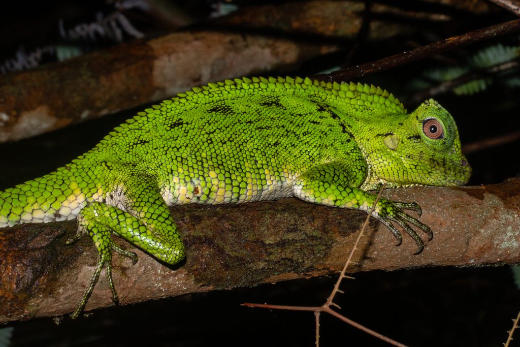 Doria's angle-headed (Gonocephalus doriae), photographed in the wild