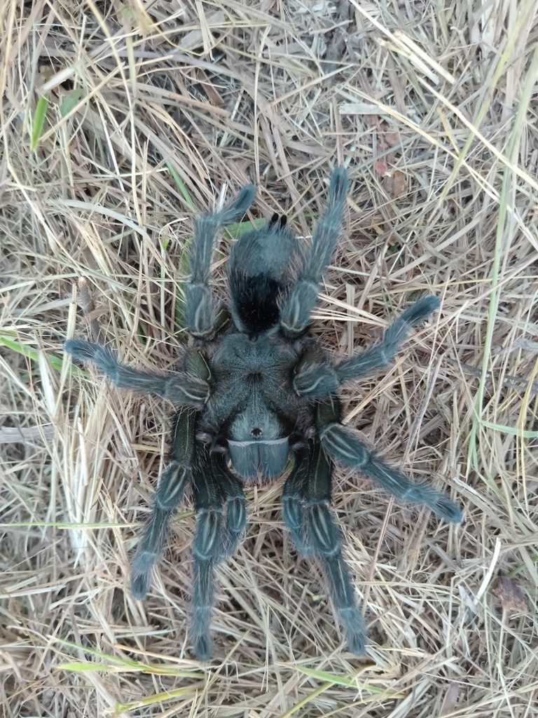 Entre Ríos (Brazilian Giant Blue-Black) (Grammostola iheringi), photographed in the wild