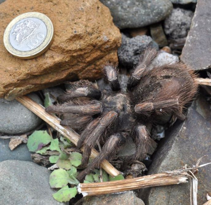 Chilean Rose (Grey form) (Grammostola porteri), identified on iNaturalist as Grammostola rosea, photographed in the wild