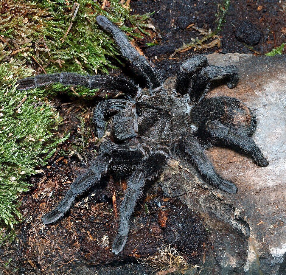 Brazilian Black (Grammostola pulchra), photograph