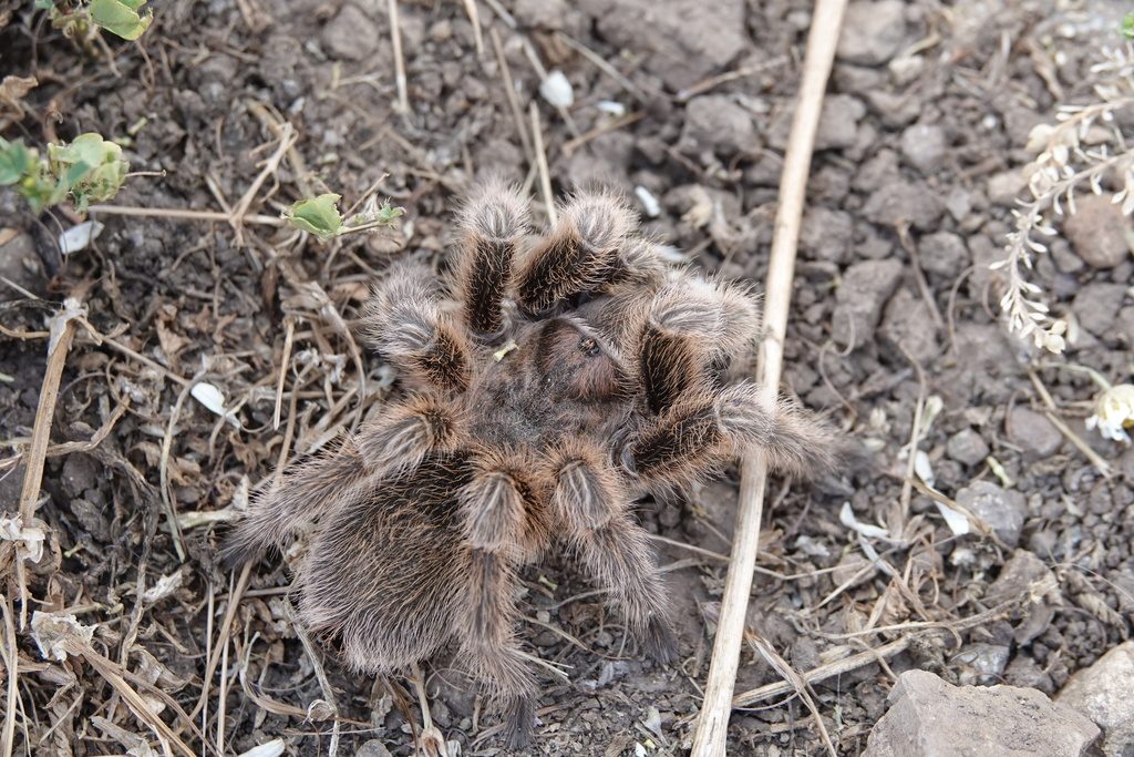 Chilean Rose (Rose Hair) (Grammostola rosea), photographed in the wild