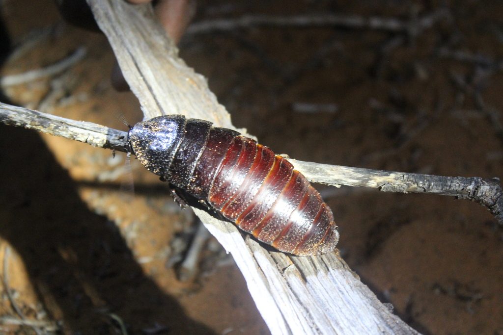Madagascar hissing cockroach (Gromphadorhina portentosa), photographed in the wild