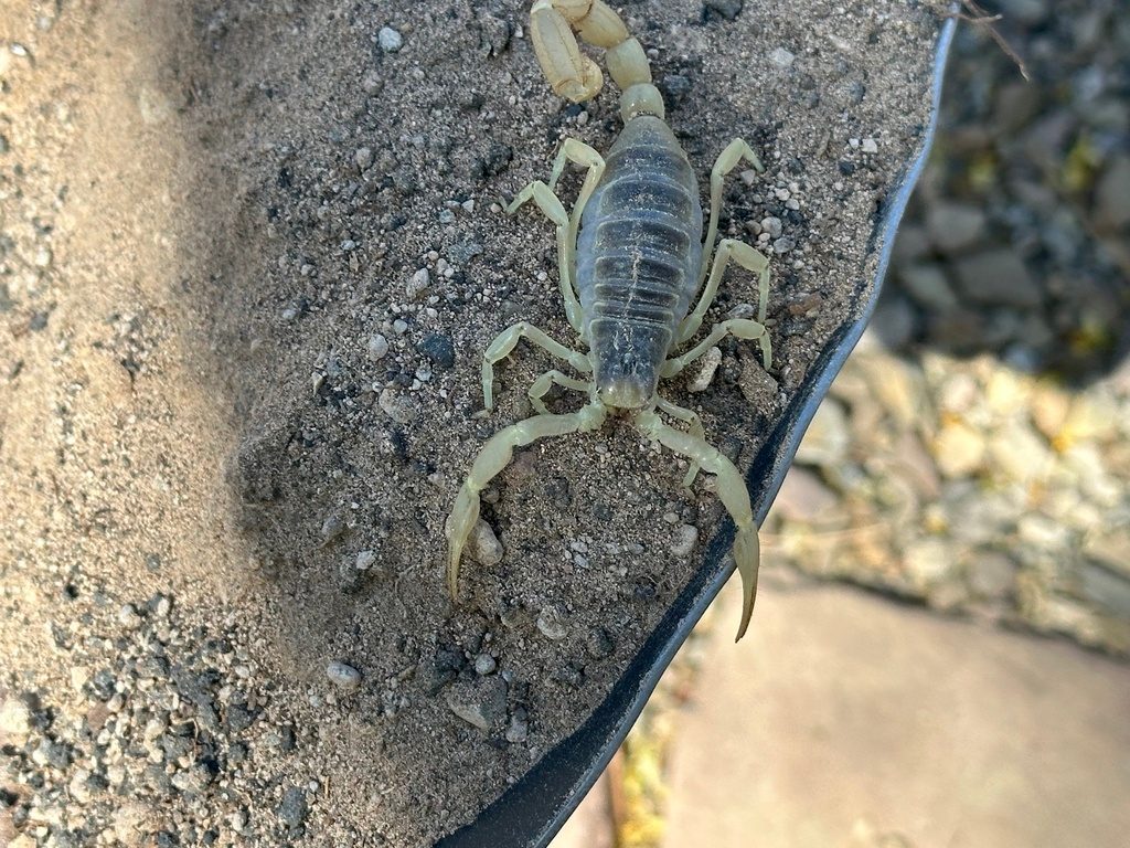 Desert hairy scorpion (Hadrurus arizonensis), photographed in the wild