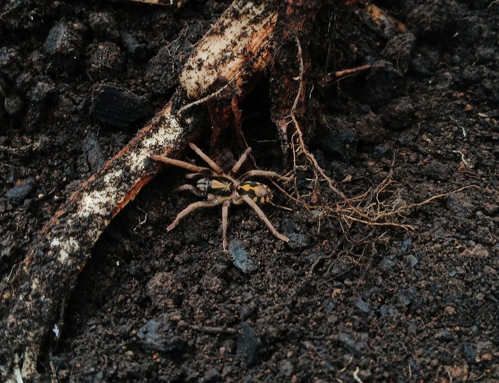 Hapalopus sp. Colombia (formosus complex), photographed in the wild