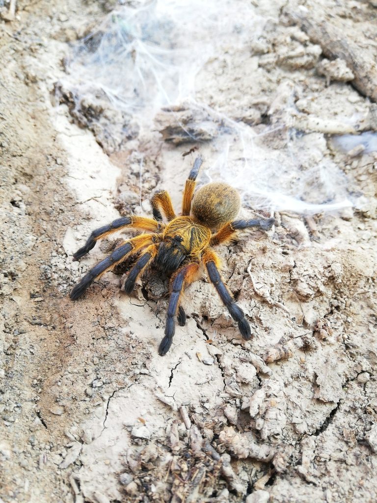 Golden Blue-Leg Baboon (Harpactira pulchripes), photographed in the wild