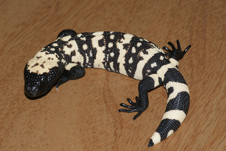 Gila Monster (Heloderma suspectum), photographed in the wild