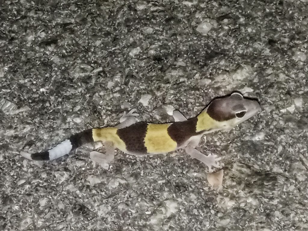 Hemitheconyx caudicinctus, photographed in the wild