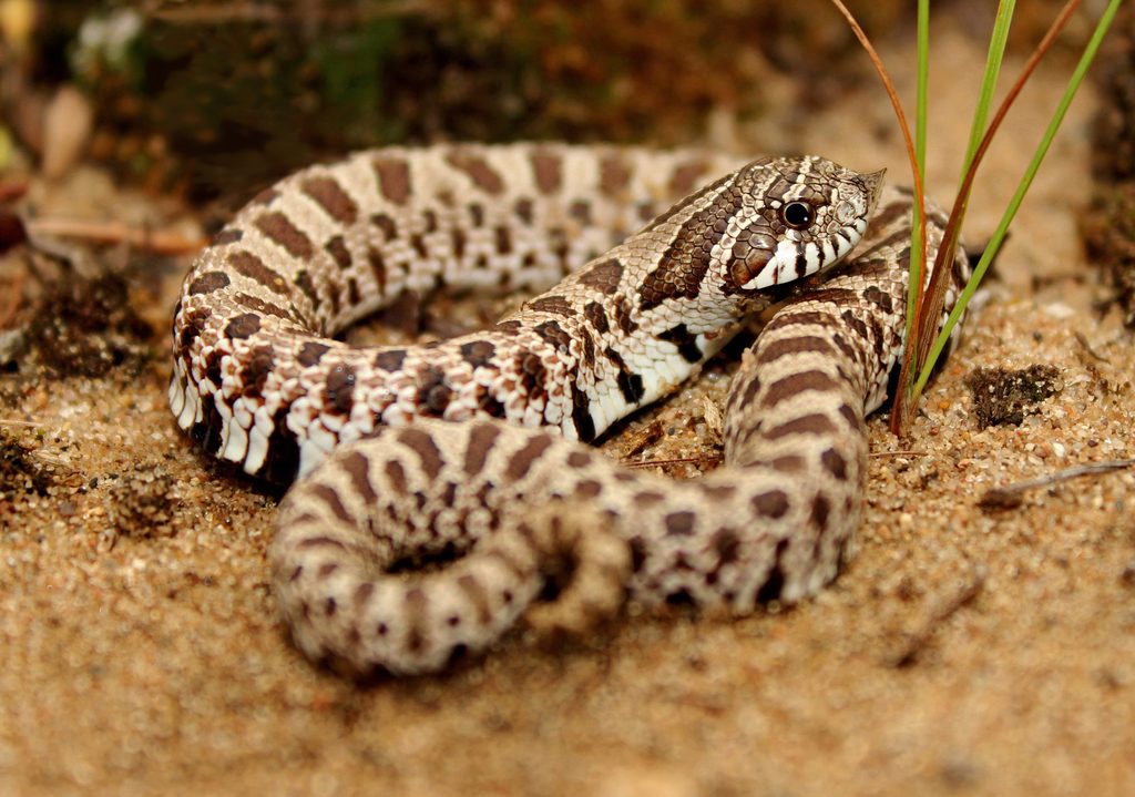 Western Hognose Snake (Heterodon nasicus), photographed in the wild