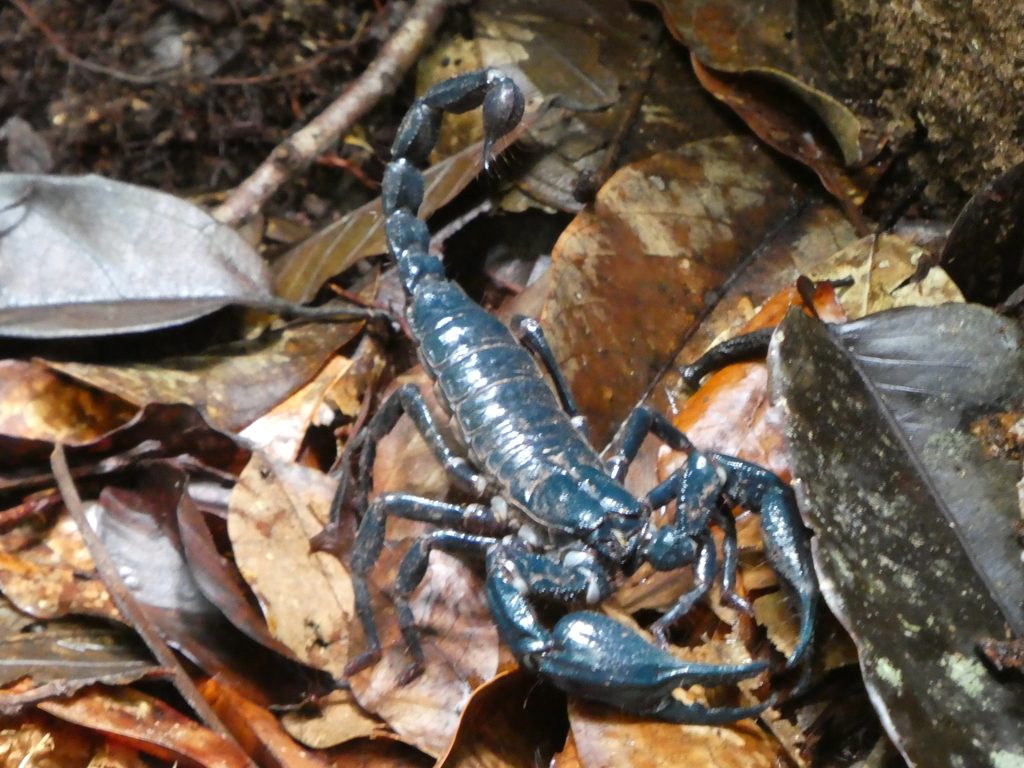 Giant forest scorpion (longimanus) (Heterometrus longimanus), photographed in the wild