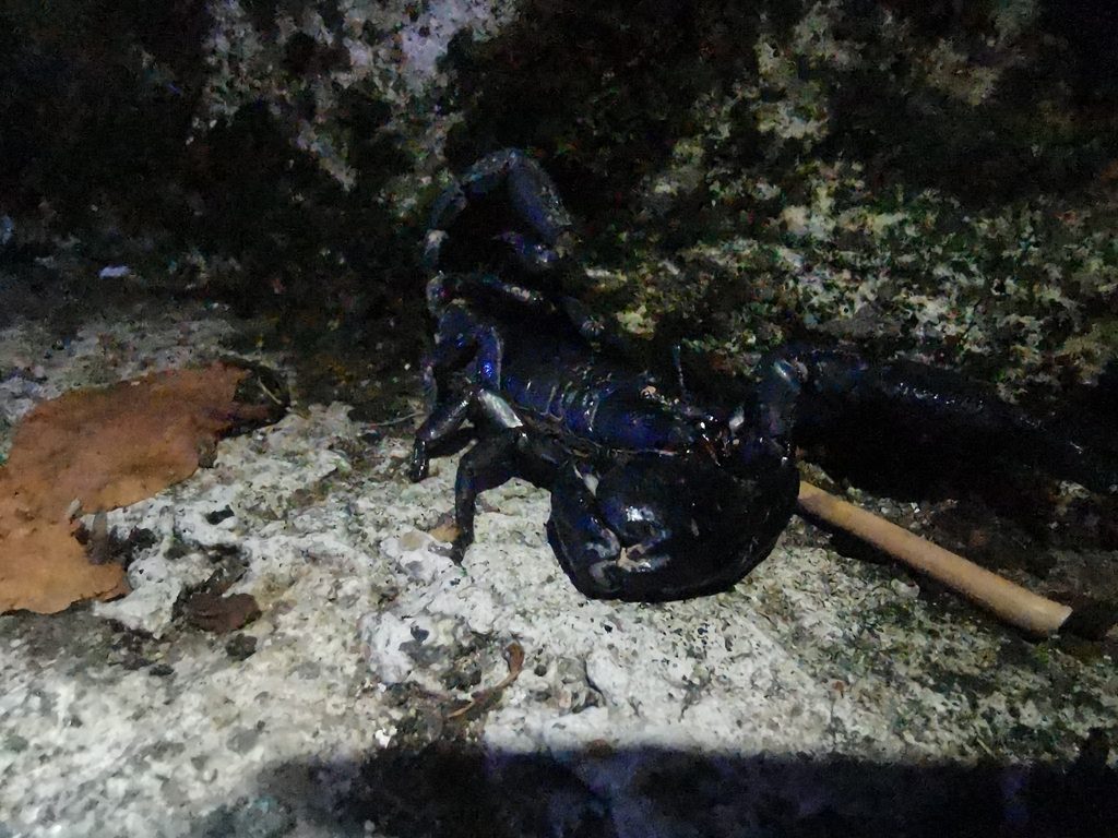 Indochinese forest scorpion (Heterometrus silenus), photographed in the wild