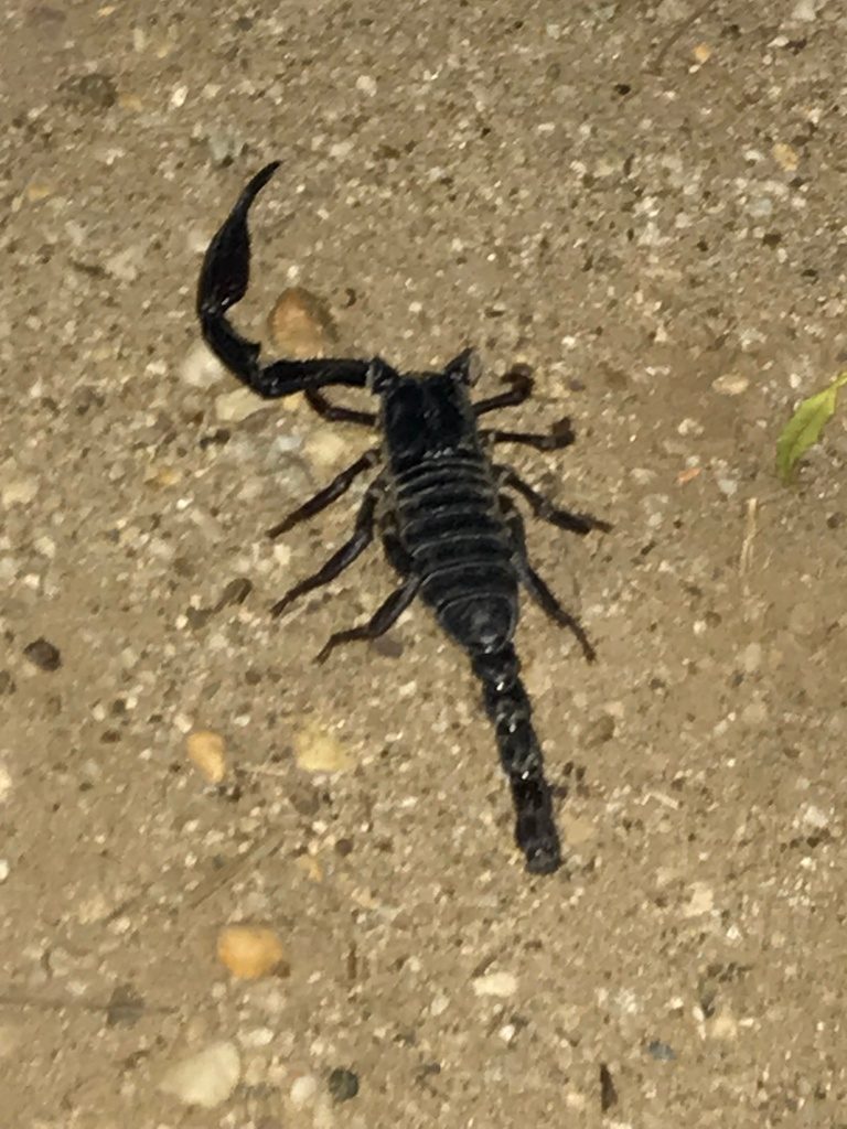 Indian forest scorpion (thorellii) (Heterometrus thorellii), photographed in the wild