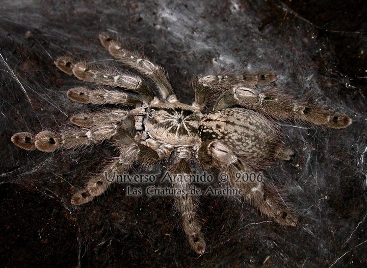 Togo Starburst / Ornamental Baboon (Heteroscodra maculata), photographed in the wild