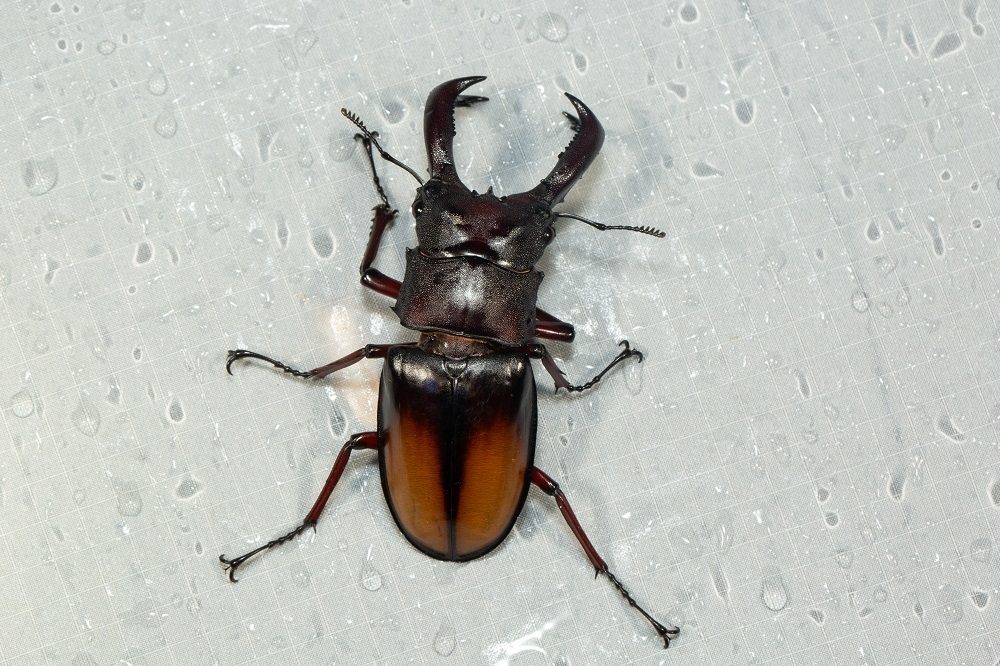 Parry's giant stag beetle (Hexarthrius parryi), photographed in the wild