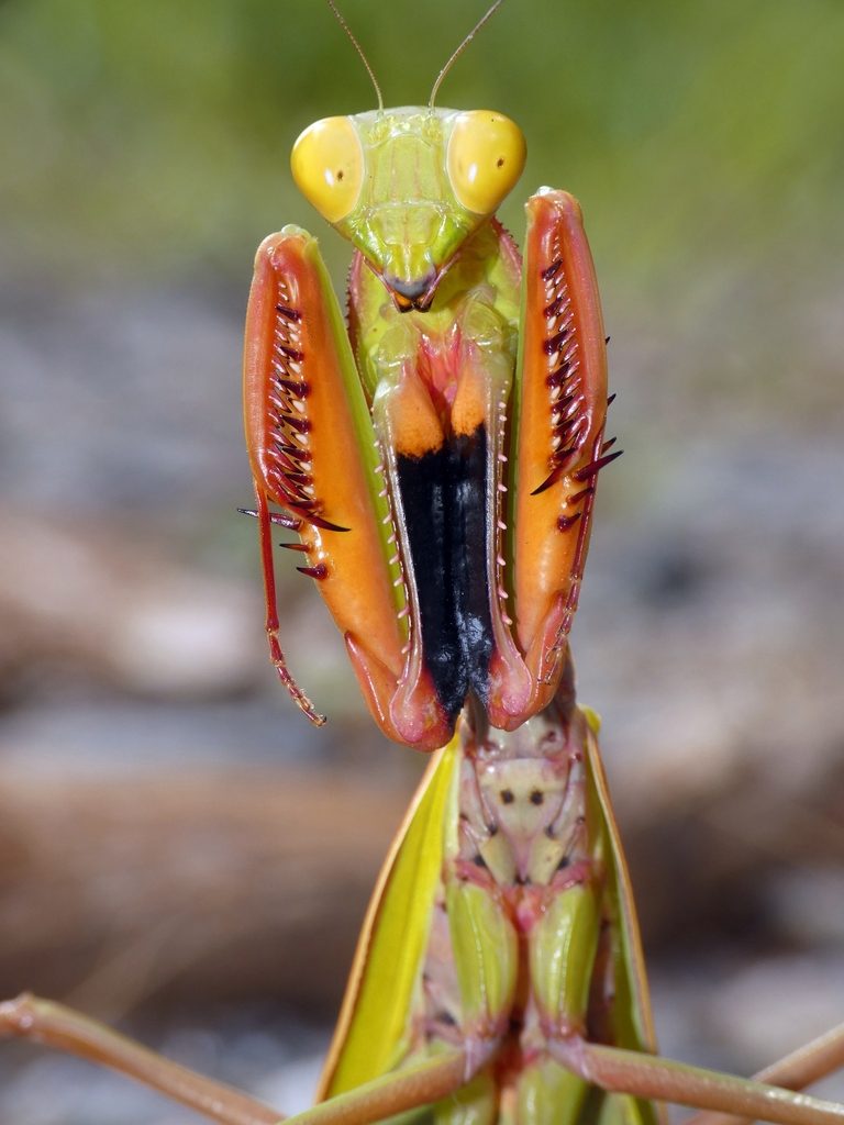 Red Giant / Giant Rainforest Mantis (Hierodula majuscula), photographed in the wild