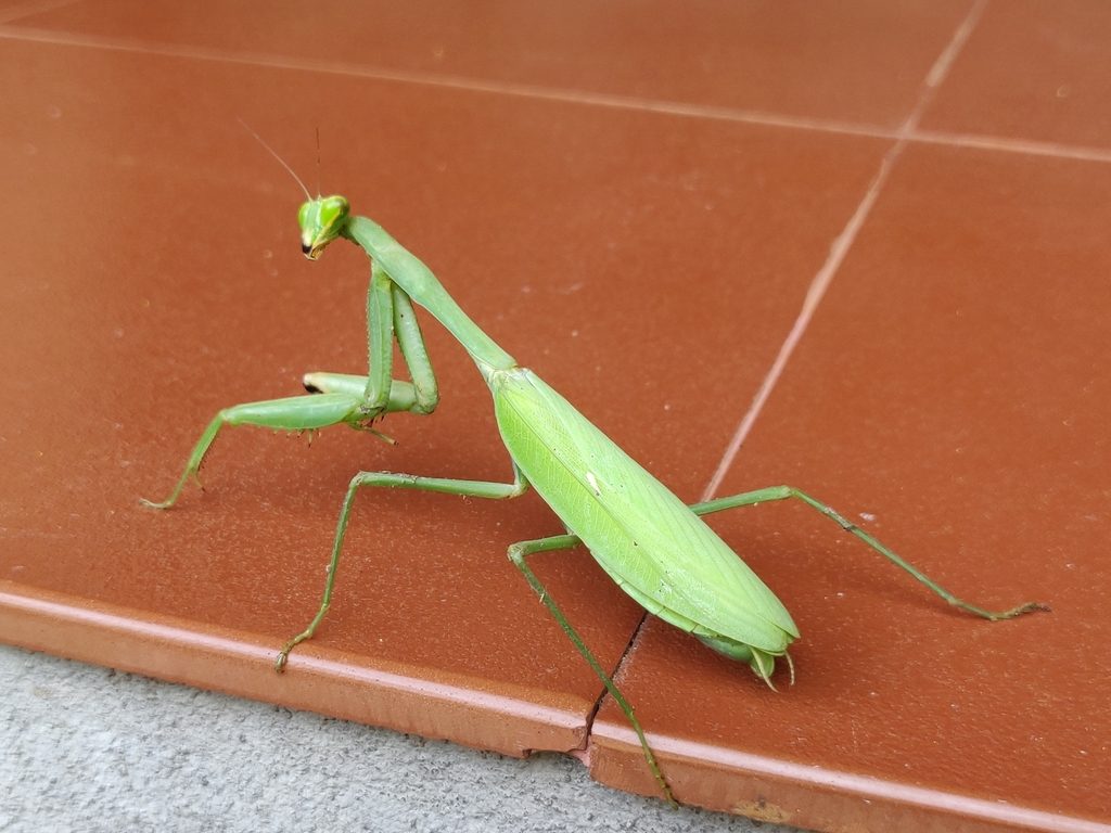 Giant Asian Mantis (Hierodula membranacea), photographed in the wild