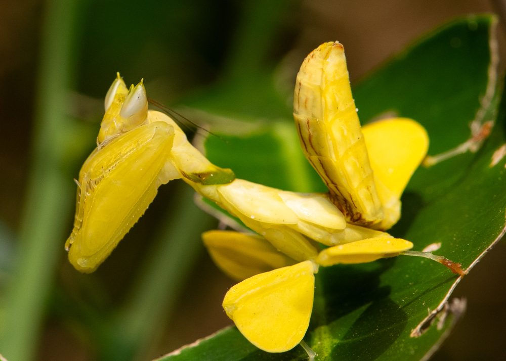 Hymenopus coronatus, photographed in the wild