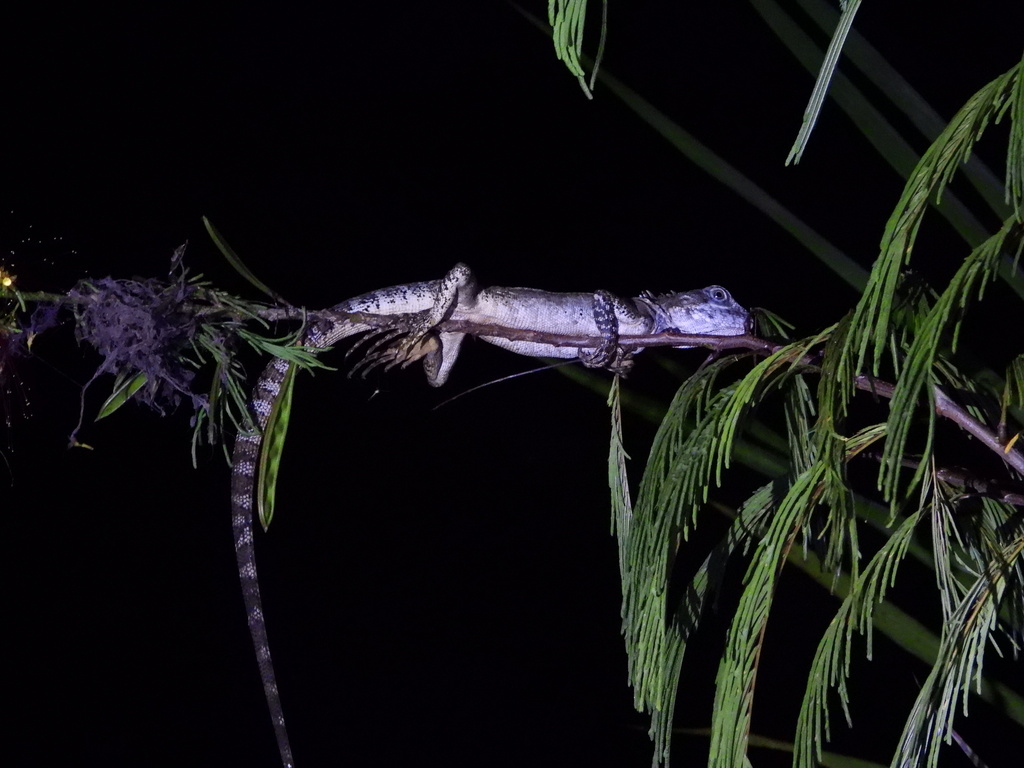 Magnus forest dragon (Hypsilurus magnus), photographed in the wild