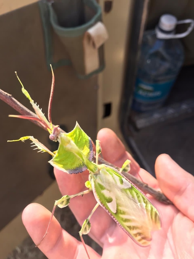 Devils Flower Mantis (Idolomantis diabolica), photographed in the wild