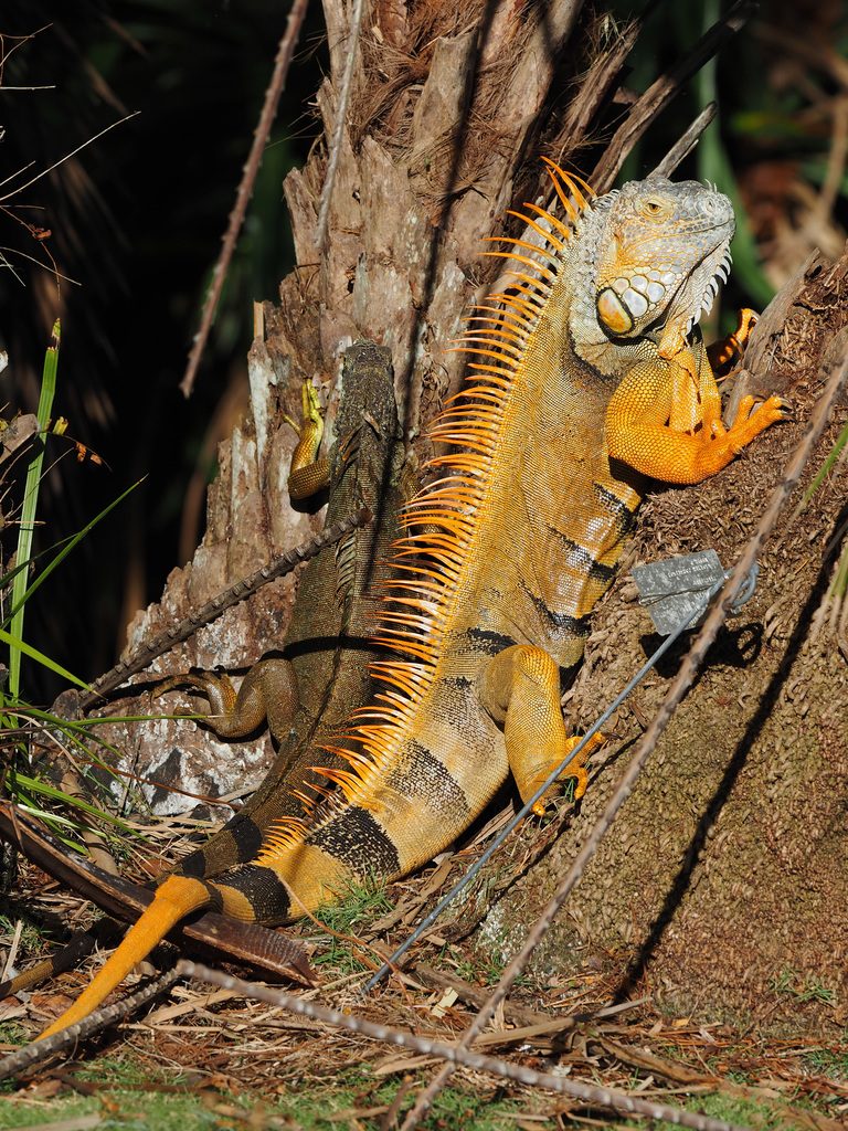 Green Iguana (Iguana iguana), photographed in the wild
