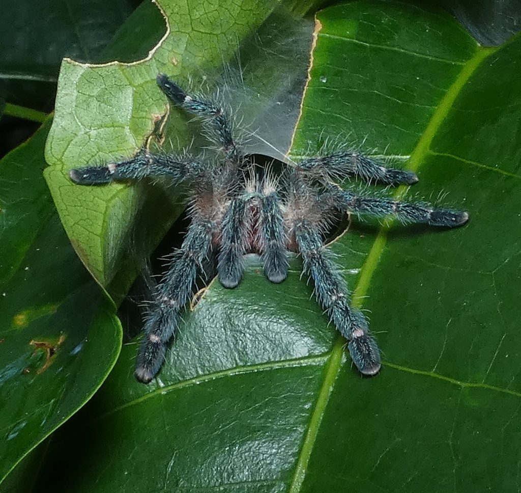 Brazilian Iridescent Pinktoe (dwarf) (Iridopelma hirsutum), photographed in the wild