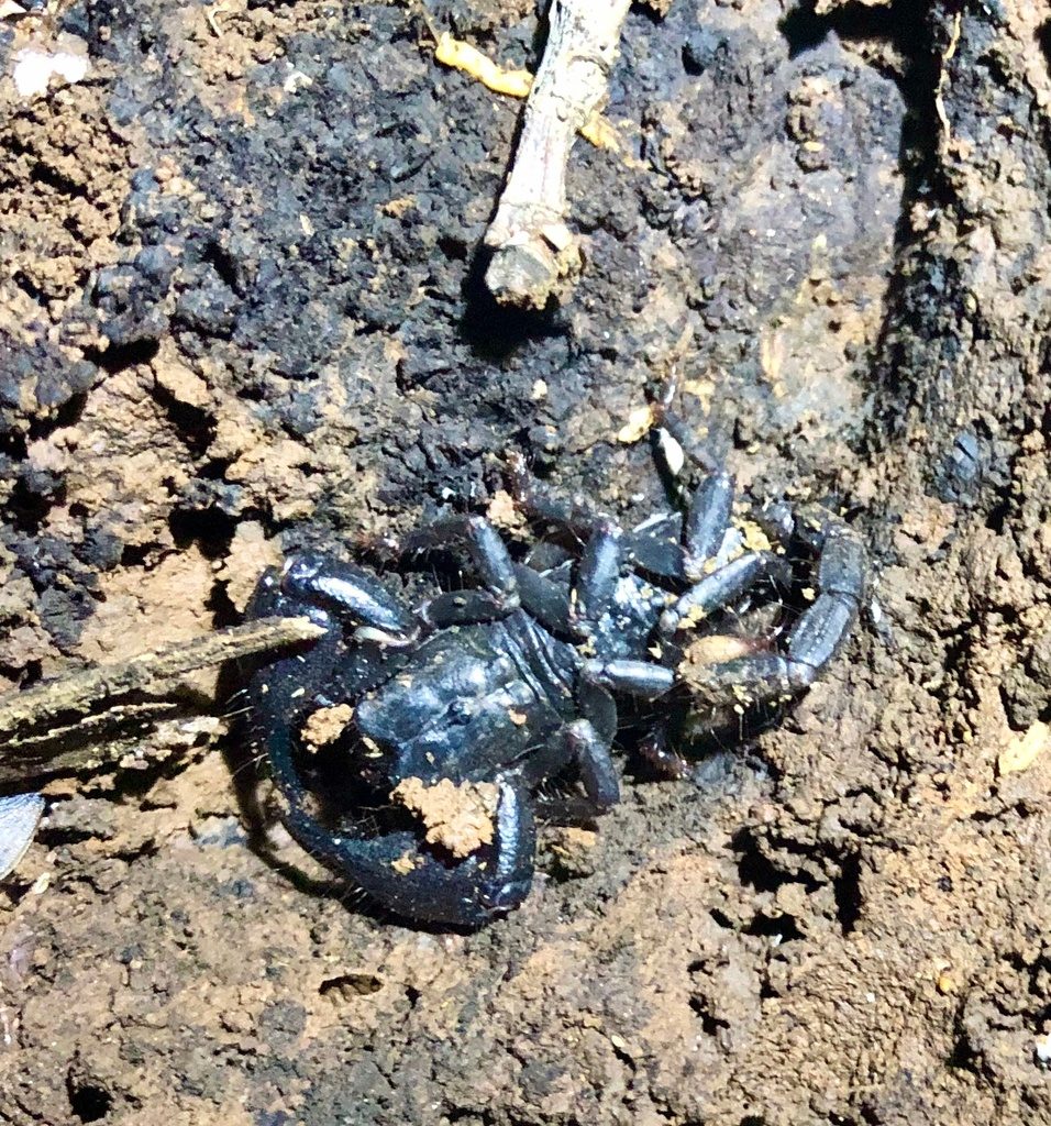 Blue / metallic forest scorpion (Javanimetrus cyaneus), photographed in the wild