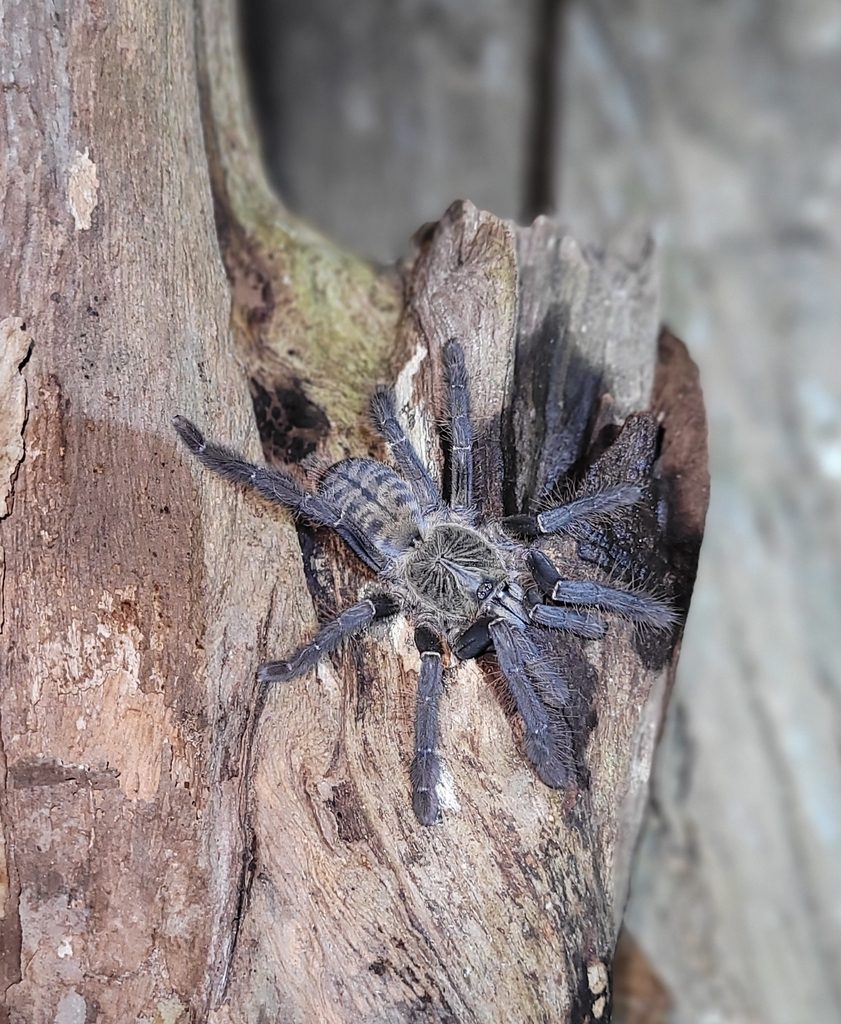 Carpenter's Island Arboreal (Lampropelma carpenteri), photographed in the wild