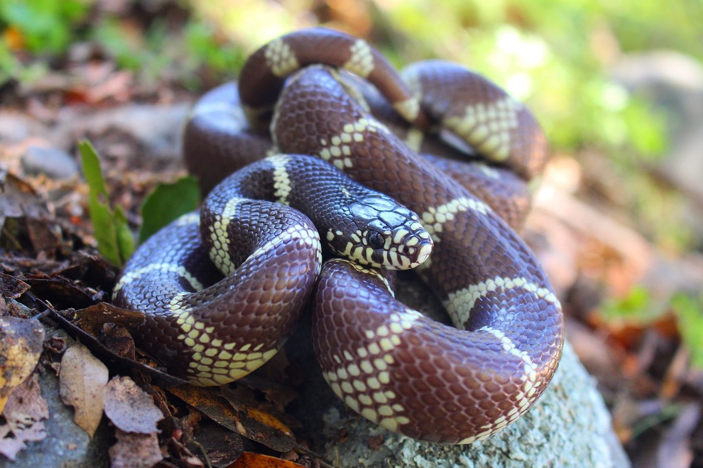 California Kingsnake (Lampropeltis californiae), photographed in the wild