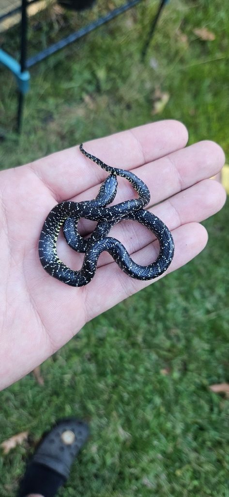 Speckled Kingsnake (Lampropeltis holbrooki), photographed in the wild