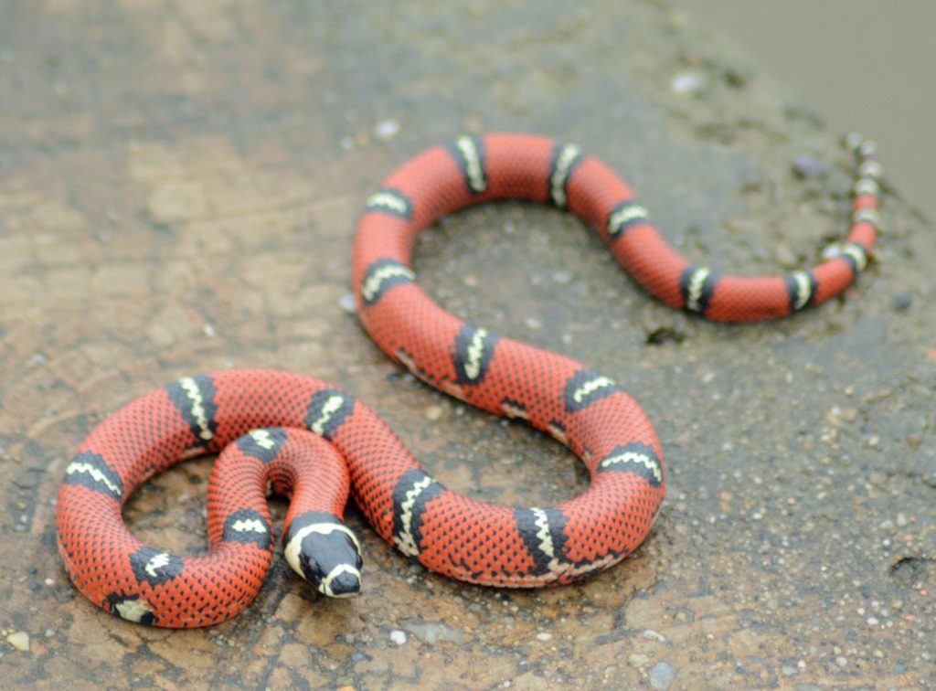 Sinaloan Milk Snake (Lampropeltis polyzona), photographed in the wild