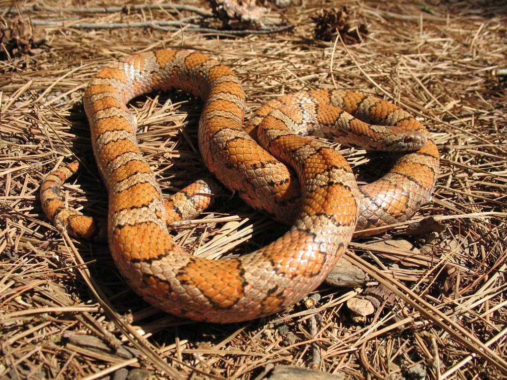 Milk snake (Lampropeltis triangulum), photographed in the wild
