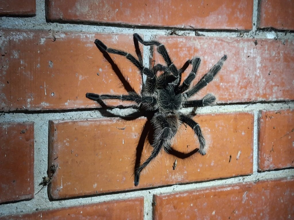 Bahia Scarlet Birdeater (Lasiodora klugi), photographed in the wild