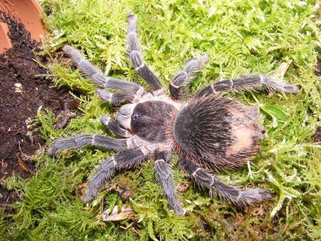 Salmon Pink Birdeater (Lasiodora parahybana), photographed in the wild