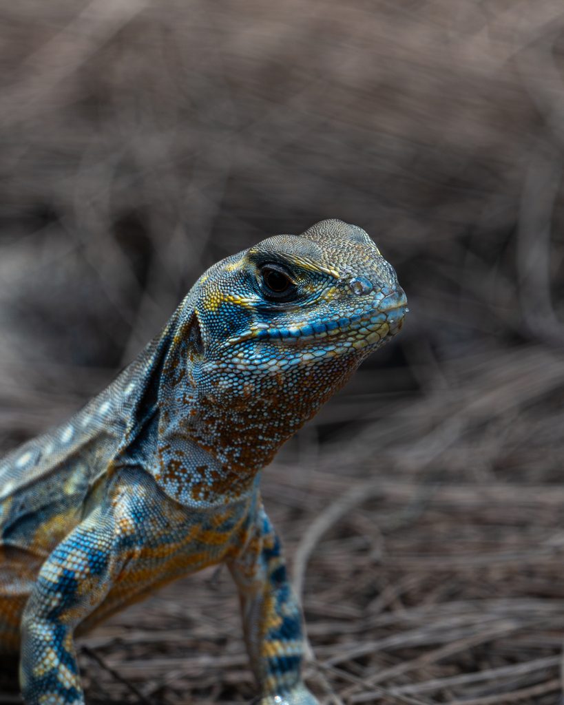 Butterfly Agama (Leiolepis belliana), photographed in the wild