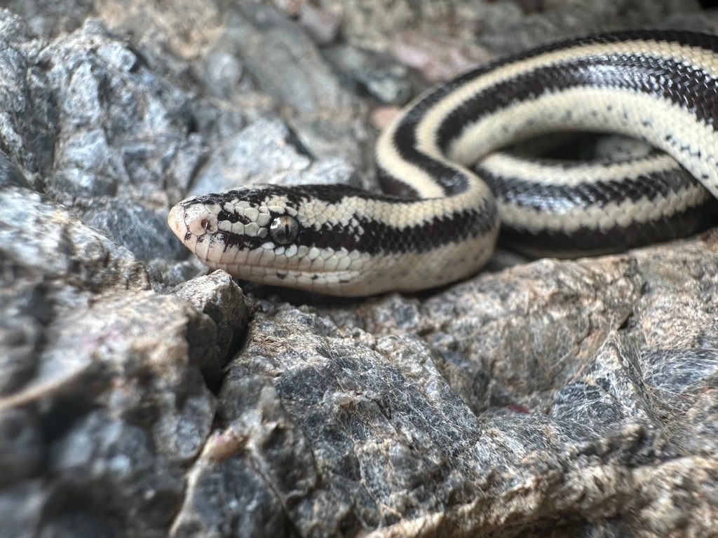 Rosy Boa (Lichanura trivirgata), photographed in the wild