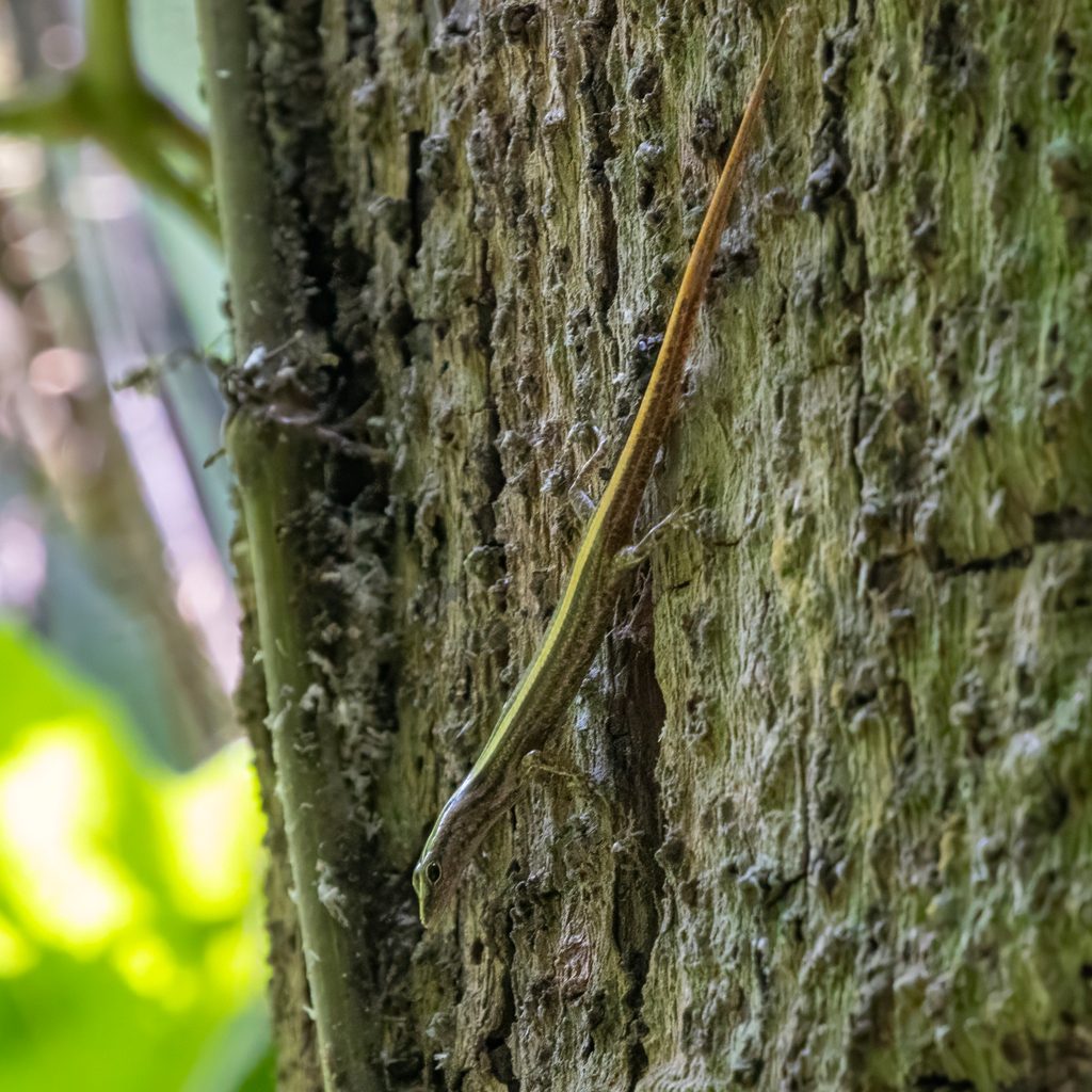 Striped skink (Lipinia vittigera), photograph