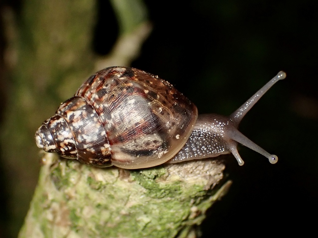 Giant African Land Snail (Lissachatina fulica), photographed in the wild