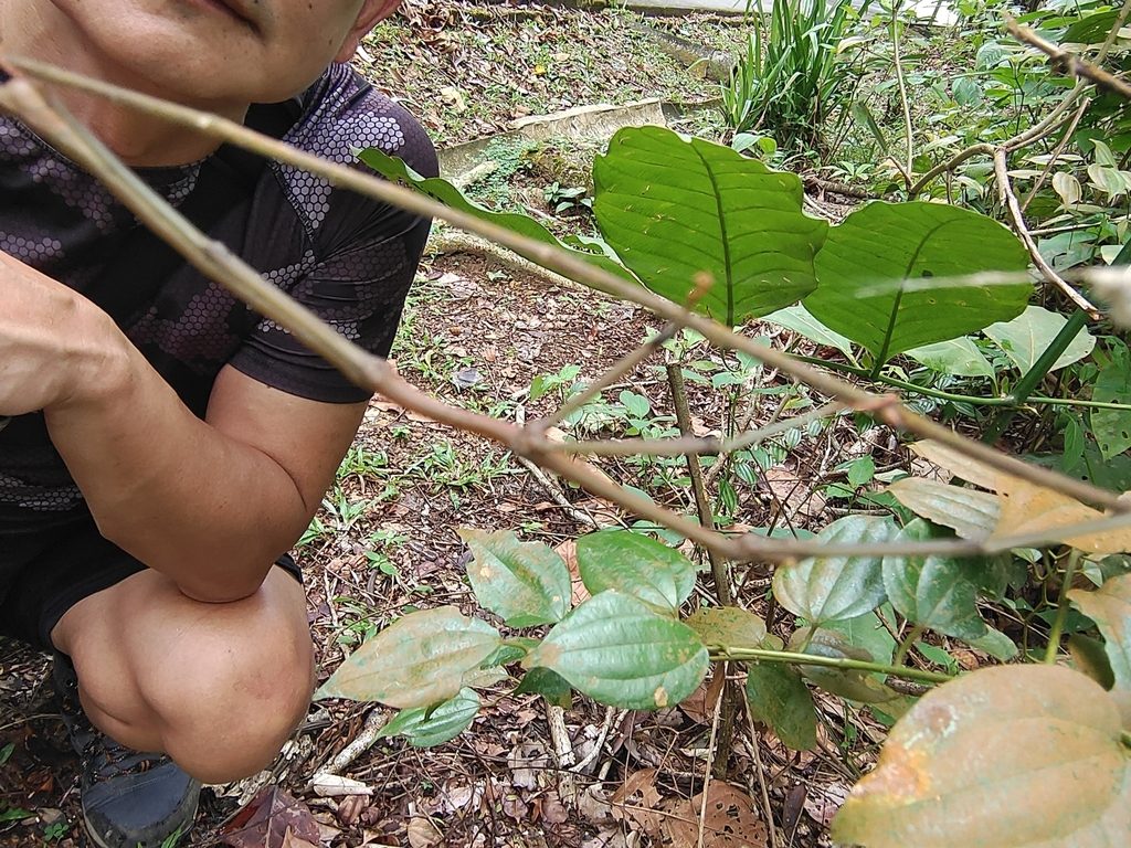 Malaysian Twig Stick Insect (Lonchodes brevipes), photographed in the wild