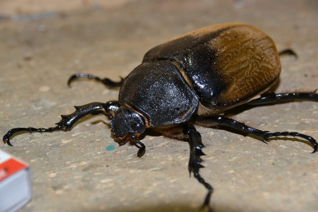 Elephant beetle (Megasoma elephas), photographed in the wild