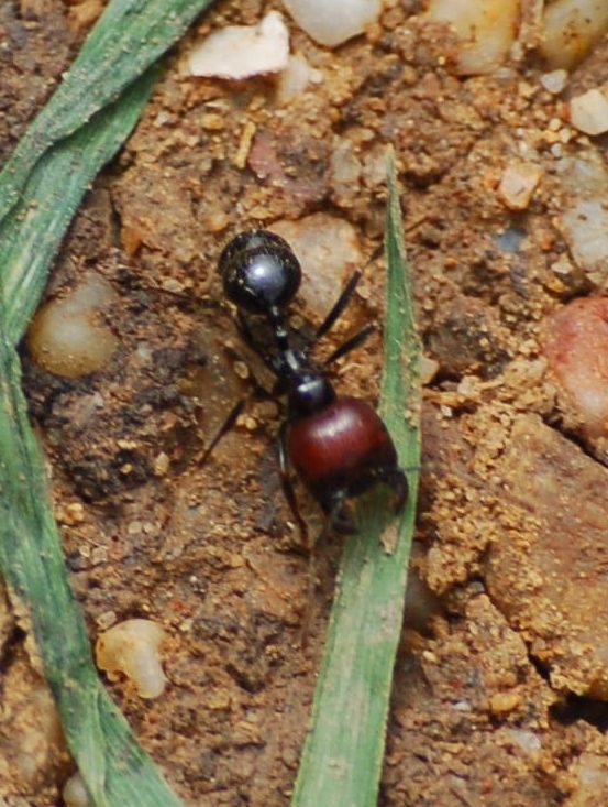 Mediterranean harvester ant (Messor barbarus), photographed in the wild